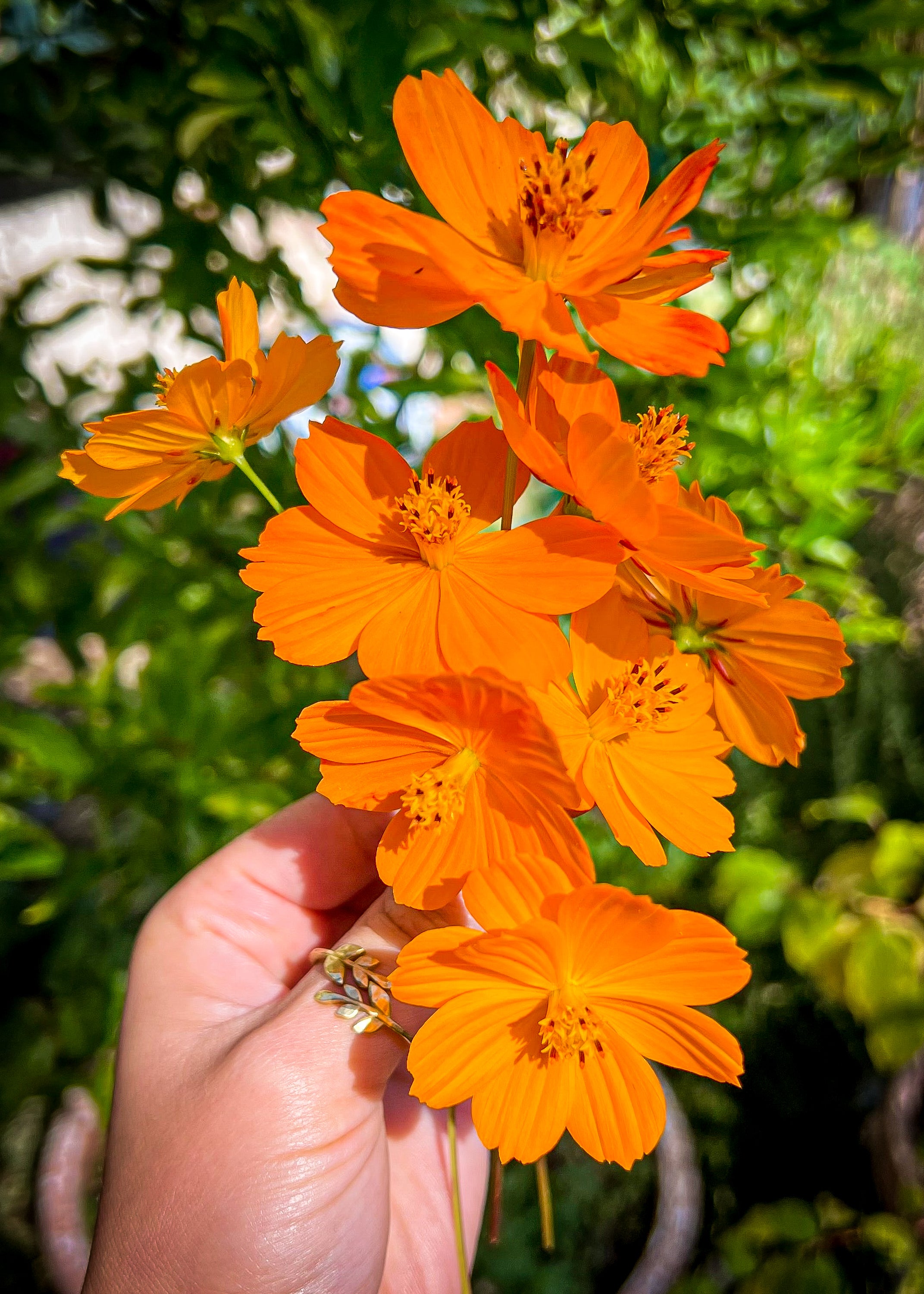 cosmos flower seeds uk Organically Grown Cosmos flower seeds